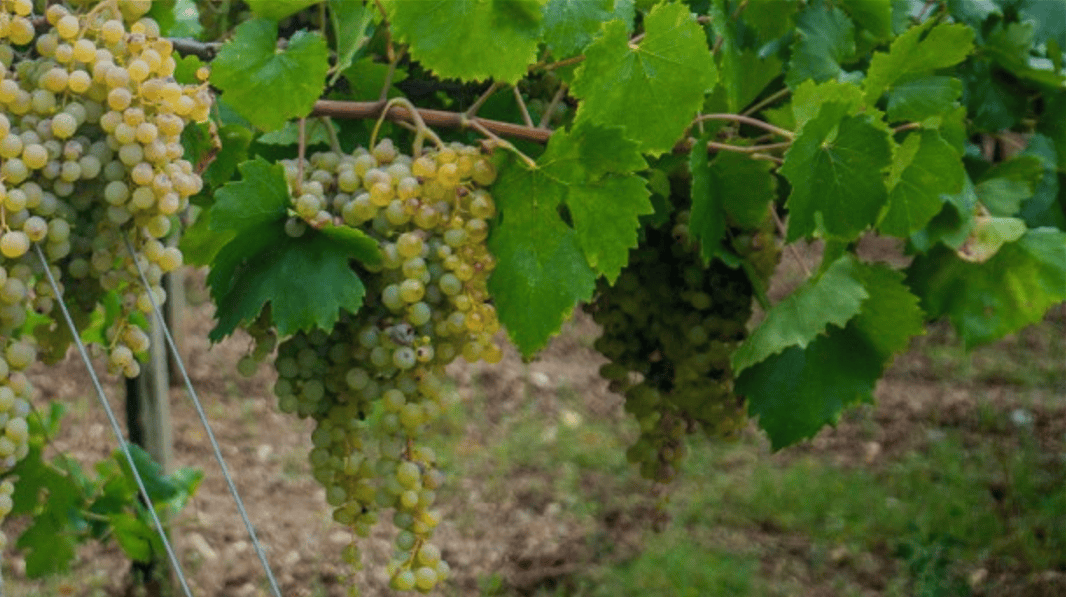 Immagine di una Vigna di Petite Arvine in Vale d'Aosta