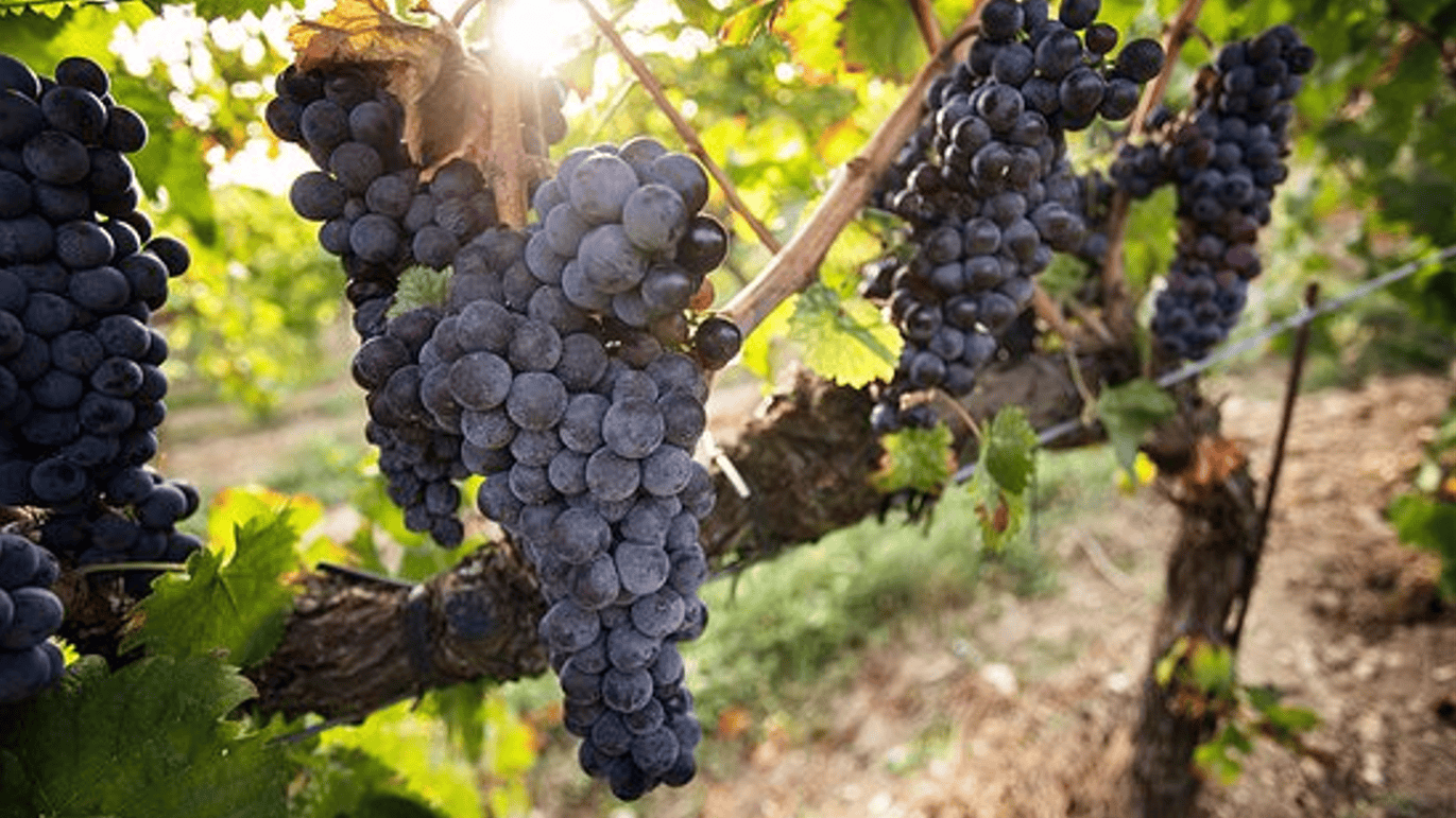 I Migliori Vini dell’Umbria di UNTOLD 2026: Un grappolo di Sagrantino
