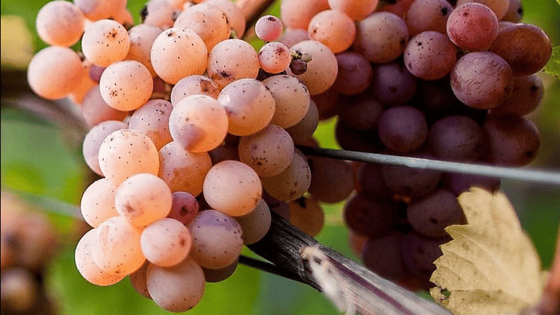 Migliori Vini del Trentino Alto Adige di UNTOLD 2026: il vitigno Pinot Grigio