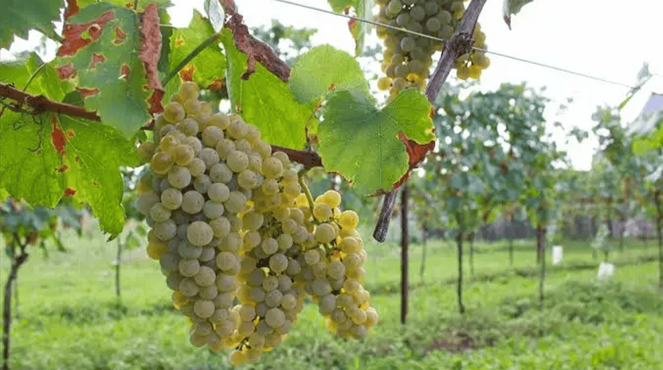 Migliori Vini del Veneto di UNTOLD 2026: Immagine del Vitigno Vespaiolo protagonista della DOC Breganze