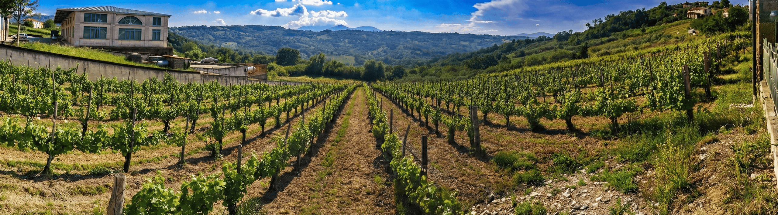 Fiano di Avellino: notte prima degli esami