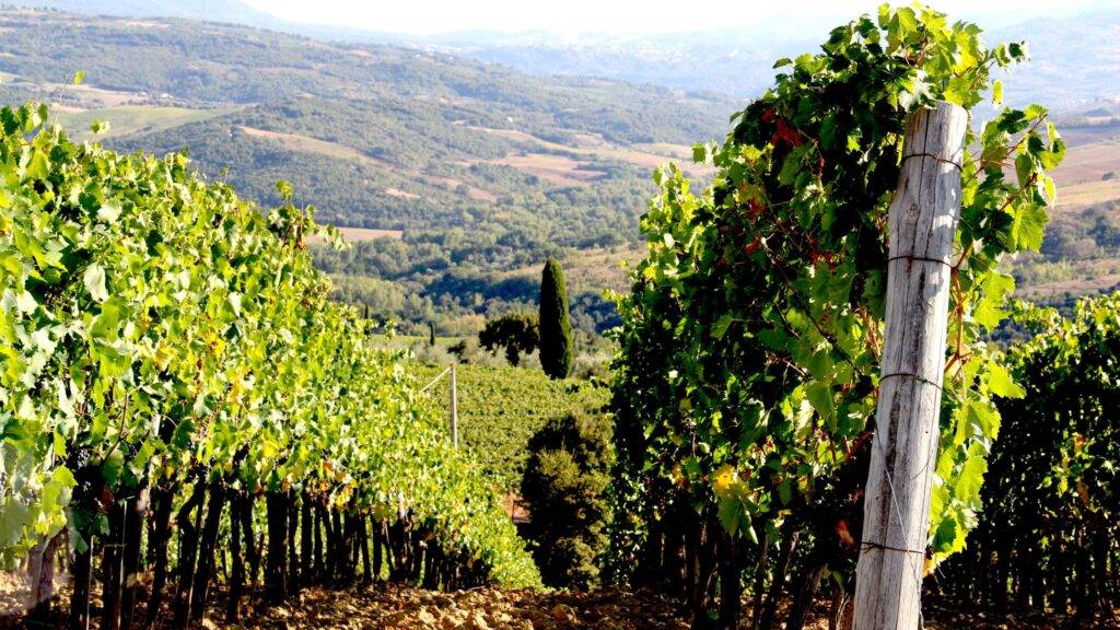 Best Brunello di Montalcino: The vineyards of the Tornesi company that produces Benducce 570, one of the best Brunello di Montalcino with territorial inspiration that refers to the hills that surround it