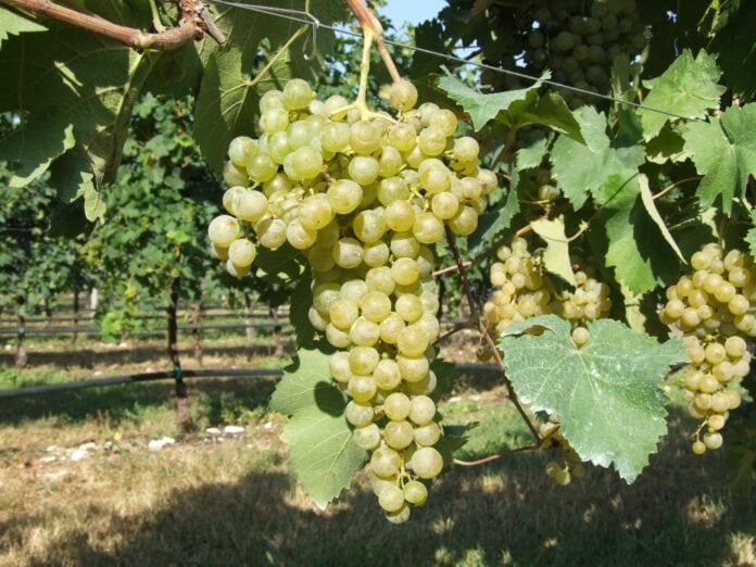 Glera Prosecco Vigneto di Glera, la base del Prosecco: studio sulle varietà resistenti al cambiamento climatico.