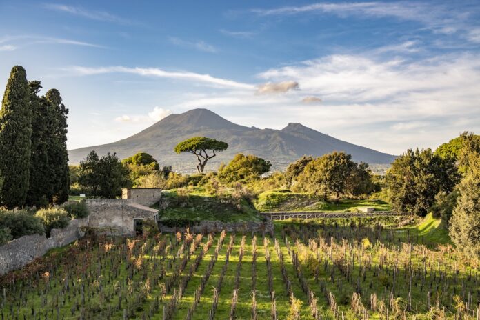 Foro Boario Vesuvio Veduta panoramica dei vigneti coltivati all'interno del Parco Archeologico di Pompei, con i resti delle antiche mura romane in primo piano e l'imponente sagoma del Vesuvio sullo sfondo sotto un cielo azzurro