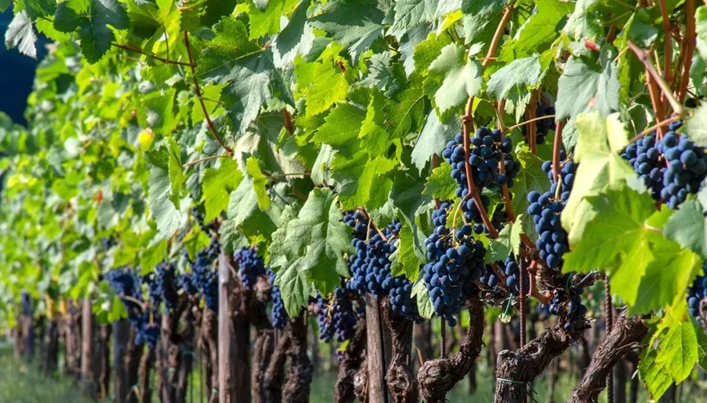 Una vigna di Magliocco Canino della nascente DOC Costa degli dei