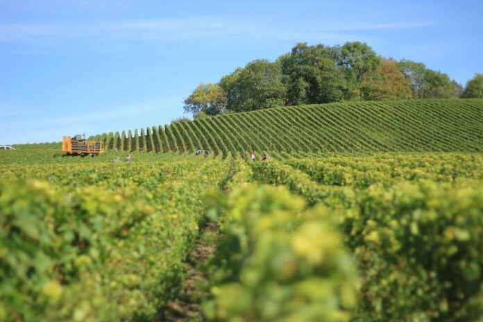 Nasce il Polo Vitivinicolo Triveneto Veduta panoramica di un vigneto nel Triveneto, cuore della produzione delle DOC Pinot Grigio delle Venezie e Prosecco.