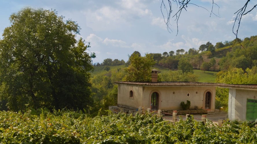 Scorcio del vigneto e della cantina Traerte Vadiaperti immersa del paesaggio collinare irpino