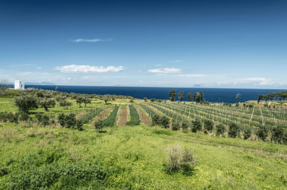 Veduta dei vigneti della Tenuta Rasocolmo azienda produttrice dell'omonimo Faro DOC Rasocolmo