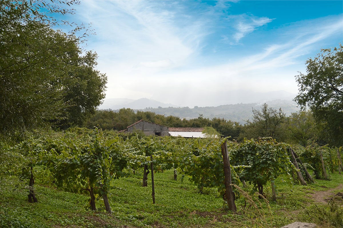 Vigneto dell'azienda Trearte Vadiaperti con filari di uva Coda di Volpe e paesaggio collinare.