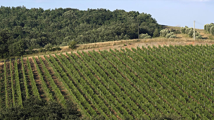 Vineyards of Tenuta Pianirossi which produces Solus - Maremma Toscana IGT.