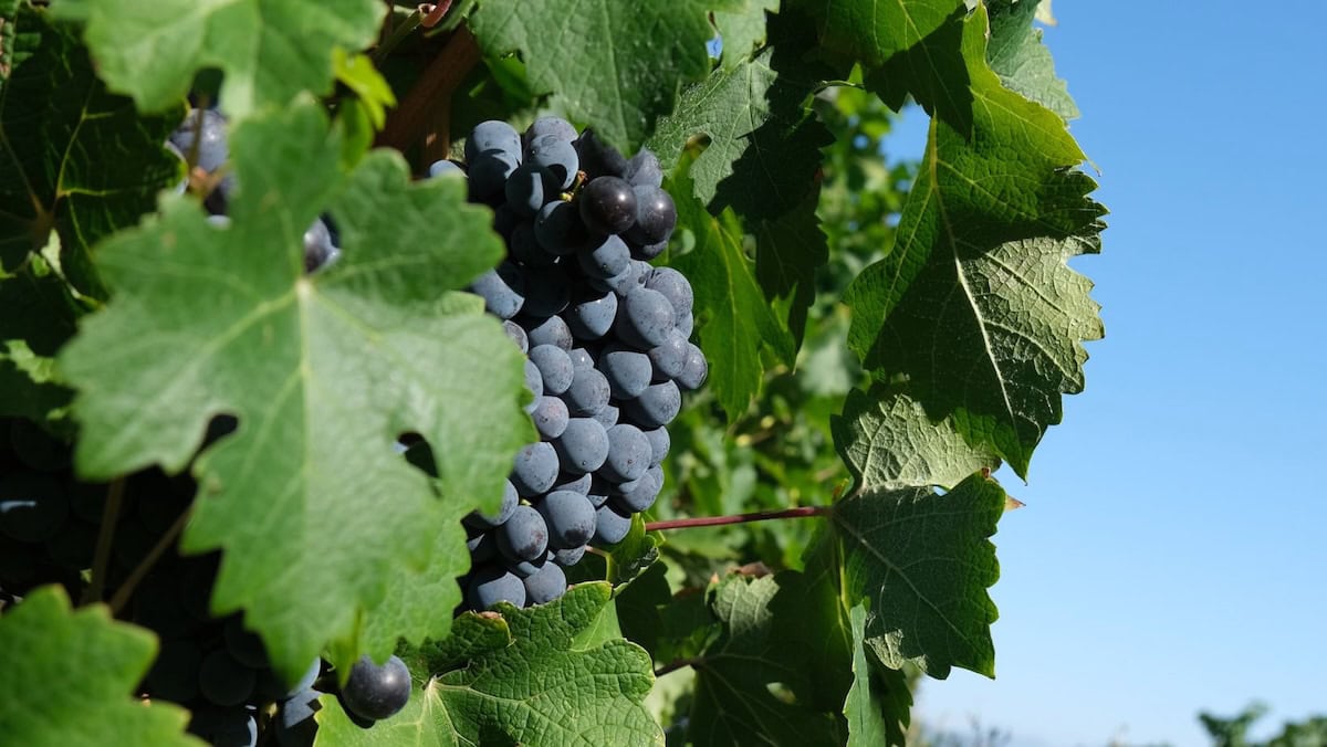 Oltrepò Pavese, il Pinot Nero riparte dal Classese e dalla nuova mappa vitivinicola