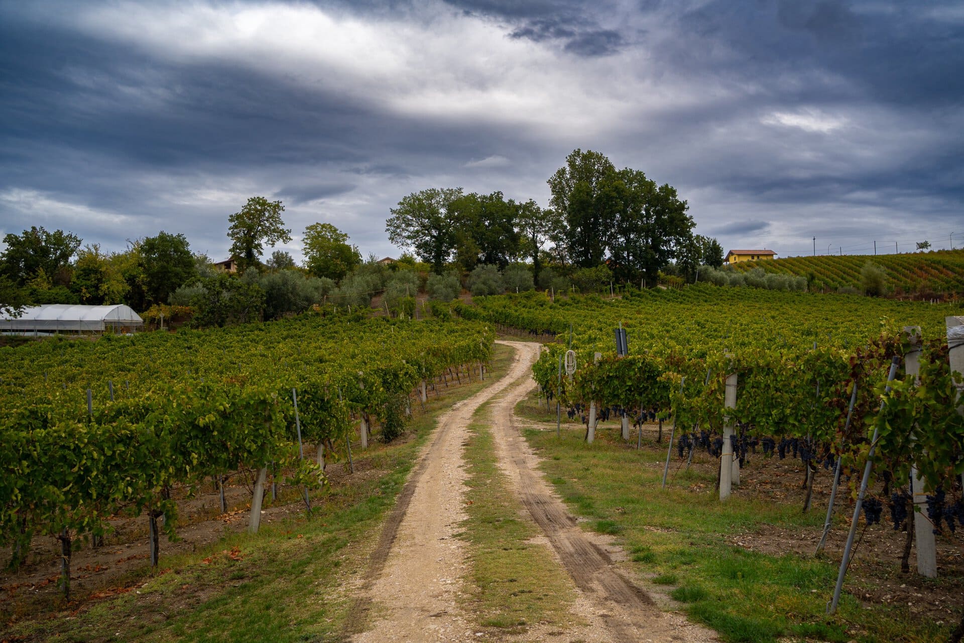 Visita alle Cantine di Antonio Molettieri a Castelfranci in Irpinia