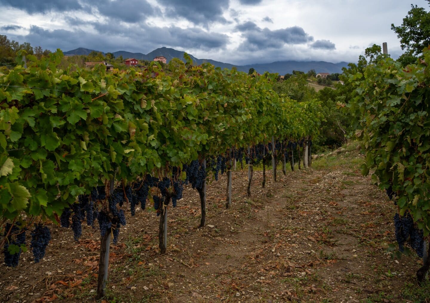 Uva in vigna della cantina irpina Molettieri